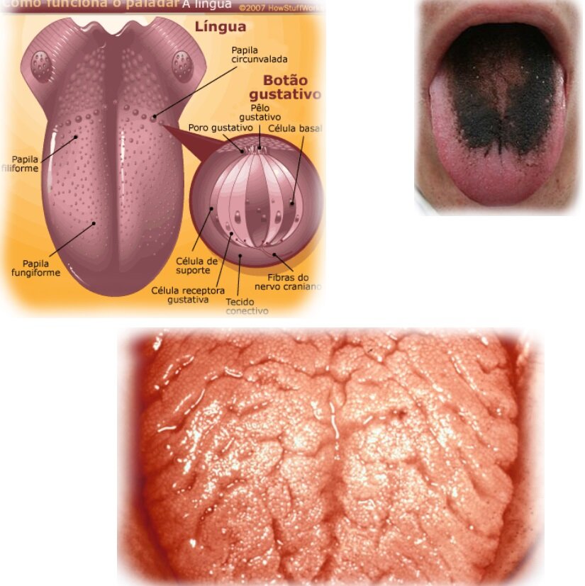 La Lingua dentista genova Dentista Genova Studio Piccardo